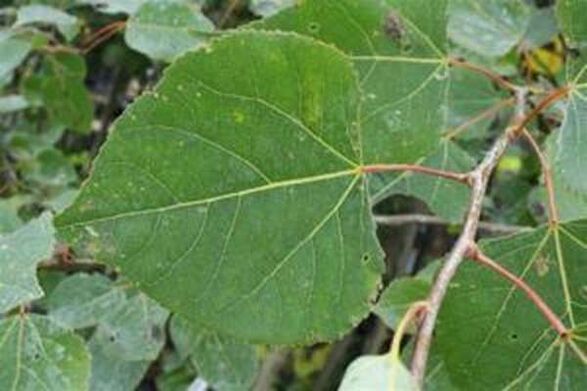 Aspen leaves to heal infusion